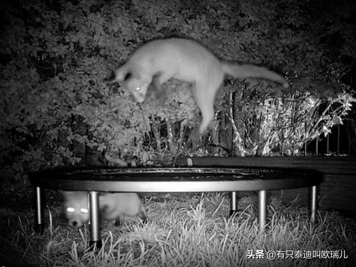 萌狐游乐场！狐狸夜闯花园大玩弹跳床翻滚跳跃萌翻天！