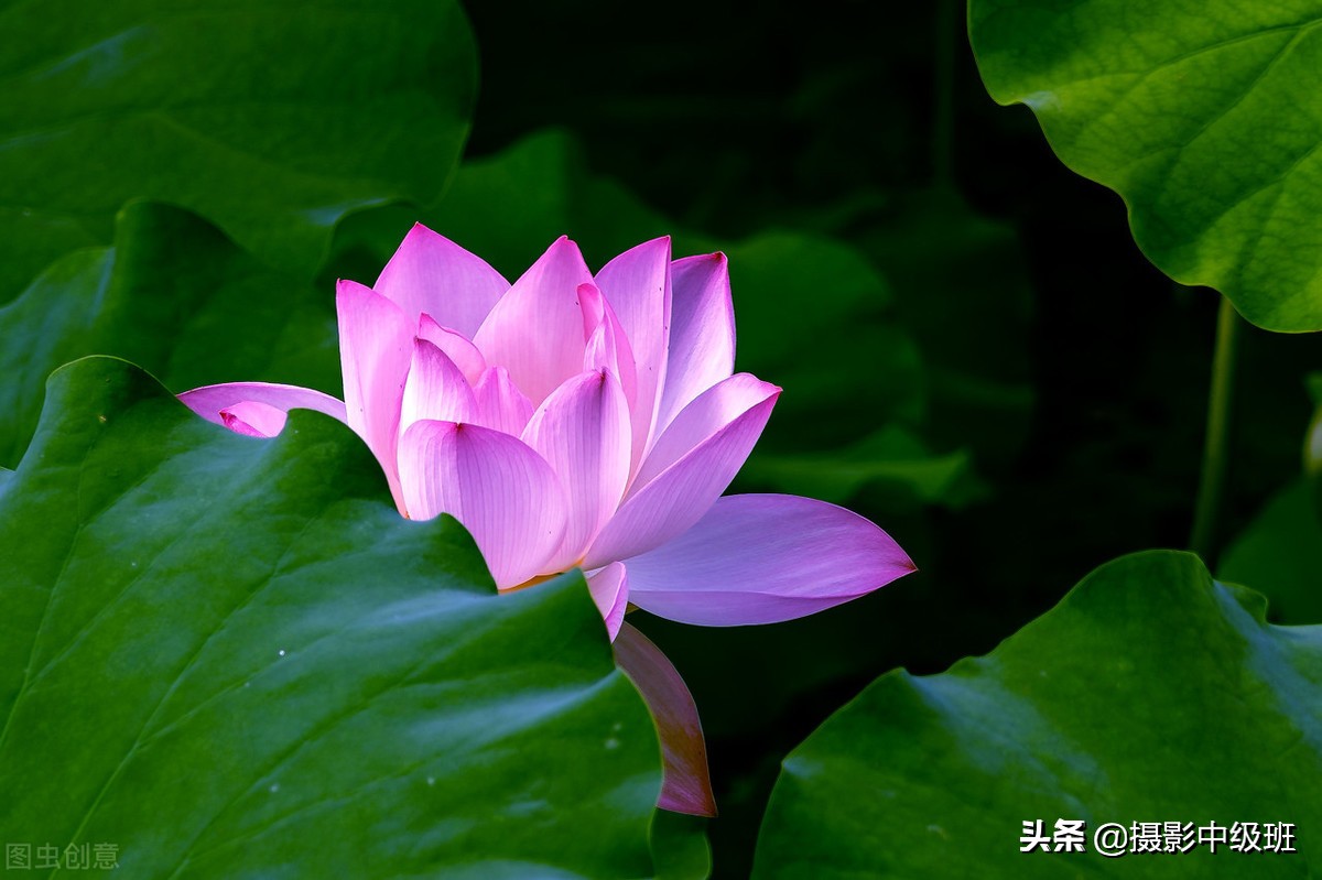 教你拍荷花的4个意境,怎么拍荷花拍照姿势大全