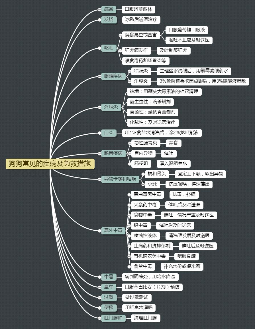 居家狗狗生活训练,日常护理狗狗皮肤不瘙痒