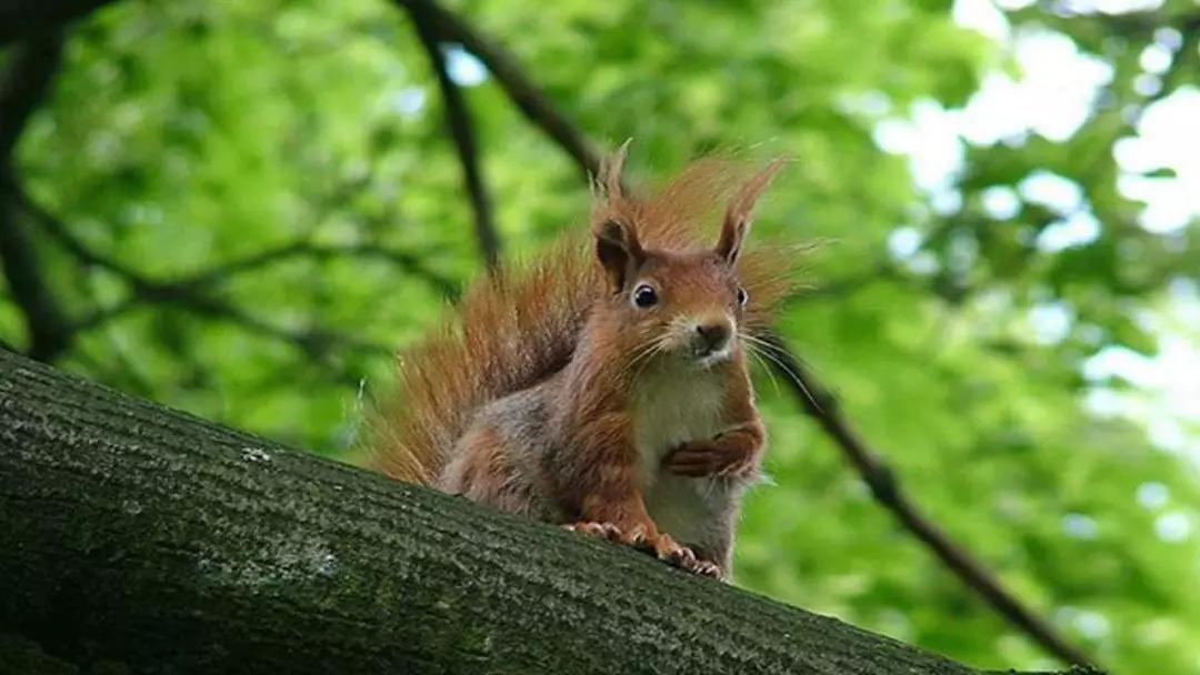 五年级语文第17课松鼠讲解,五年级上册第17课松鼠教材详解