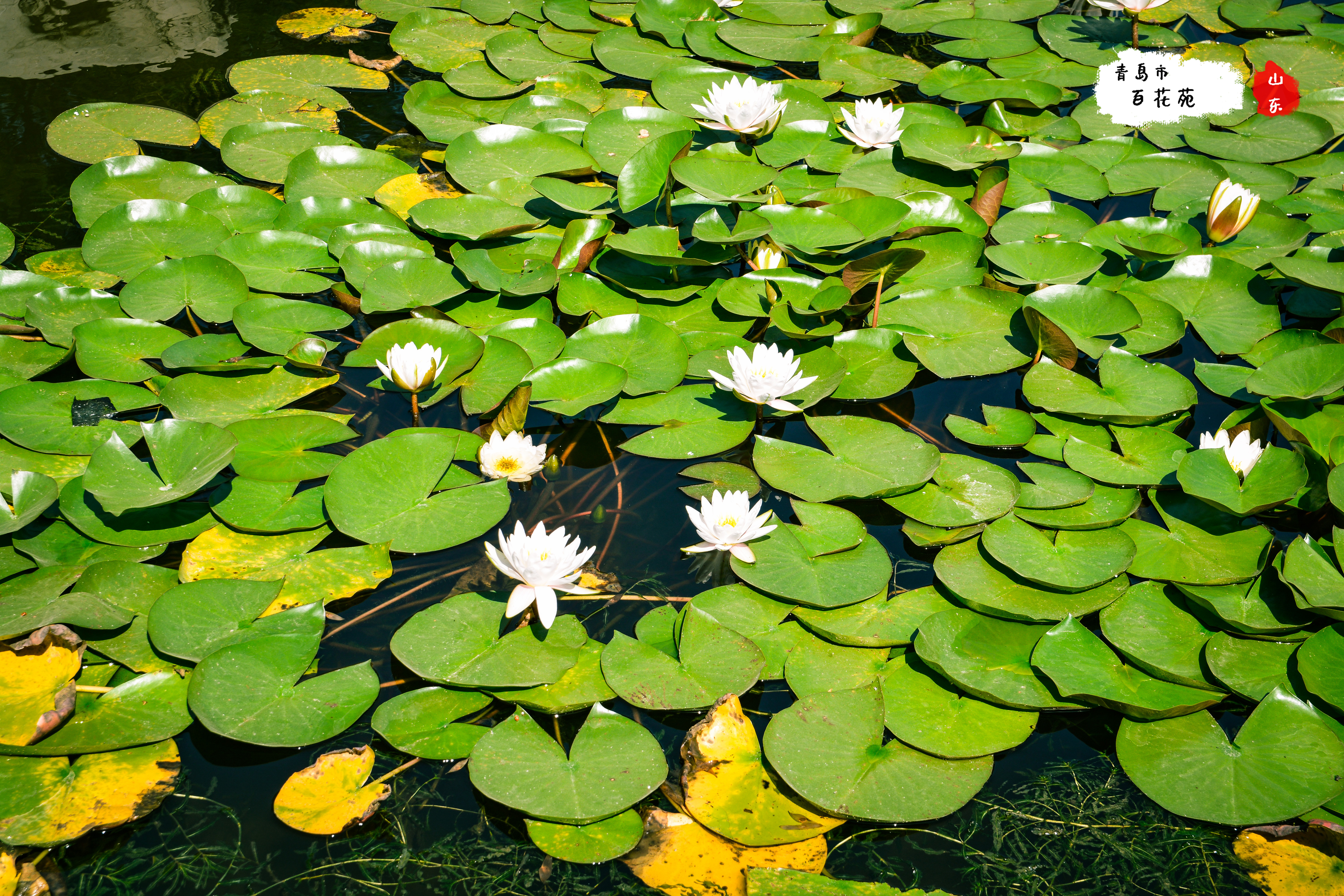 一个人在青岛漫步,青岛散心又幽静的地方