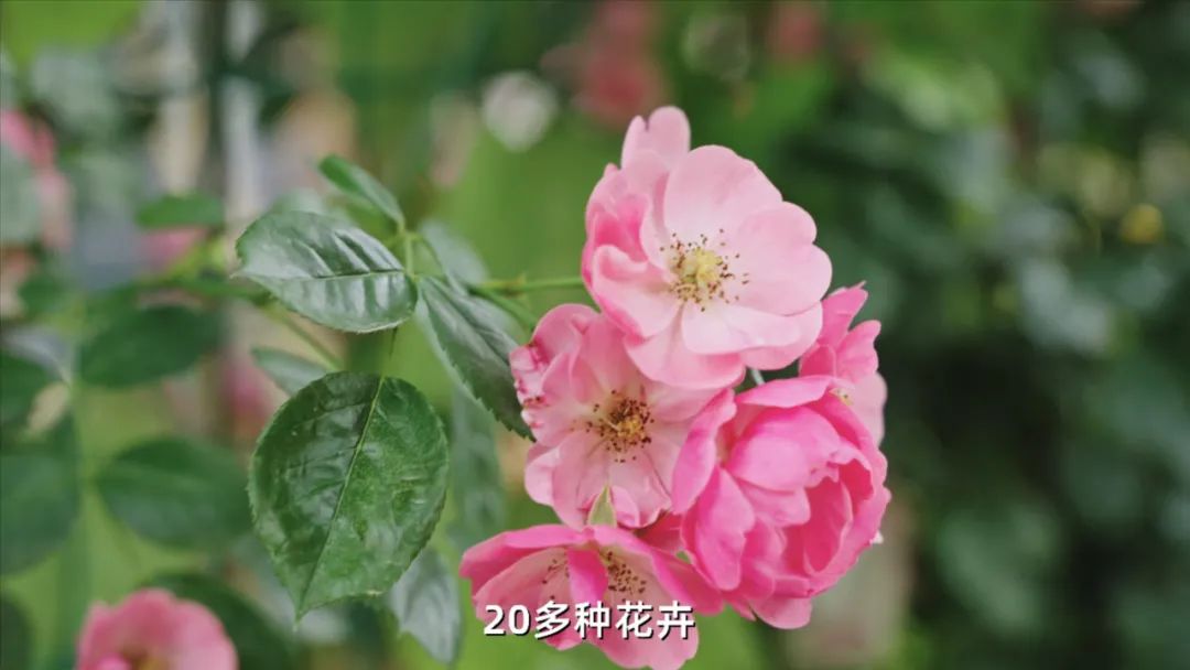 五大松江新城,松江五大新城之首