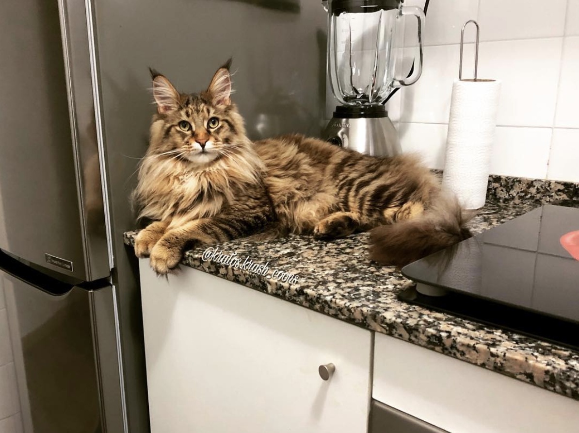 缅因猫到底有多可怕啊,缅因猫为什么不建议养