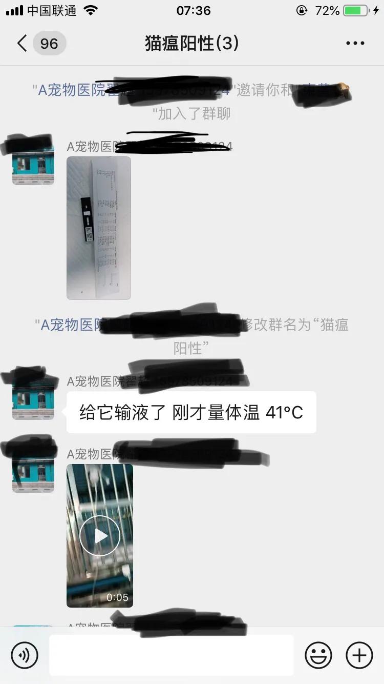 爆发猫瘟,猫瘟日常