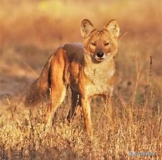 豺狼虎豹是哪四大凶兽,豺狼虎豹四将