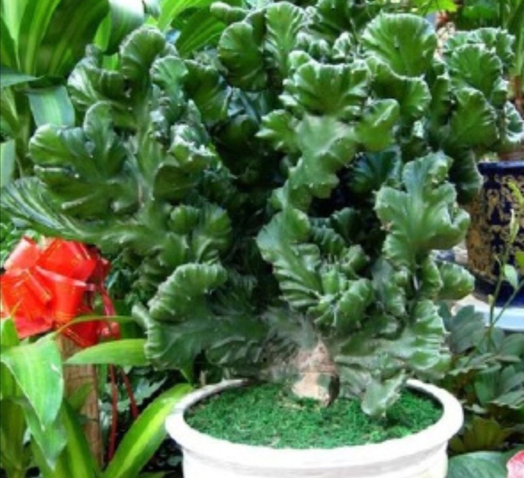 麒麟掌盆栽摆放什么位置合适,麒麟掌怎么养株型好看