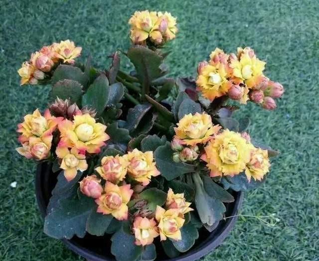 单瓣长寿花品种大全图,长寿花单瓣最好看的品种