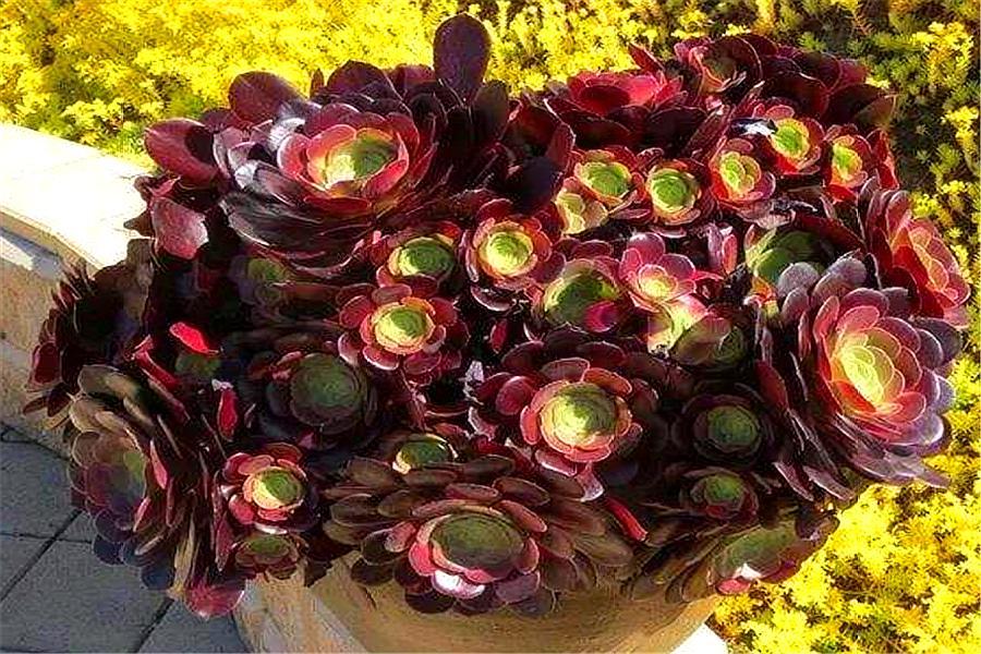 多肉紫馨如何养护,多肉紫羊绒用什么土