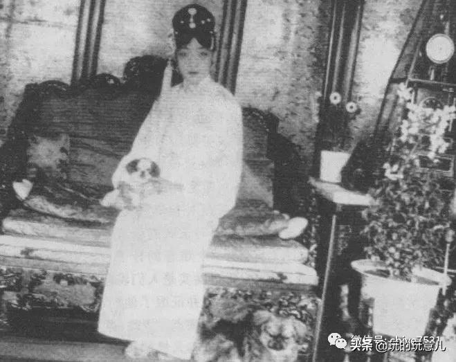 京巴狗与西藏狗,京巴犬和西班牙獒