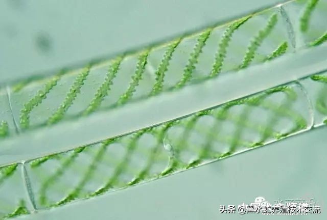 100种水产藻类,水产藻类图谱及名称