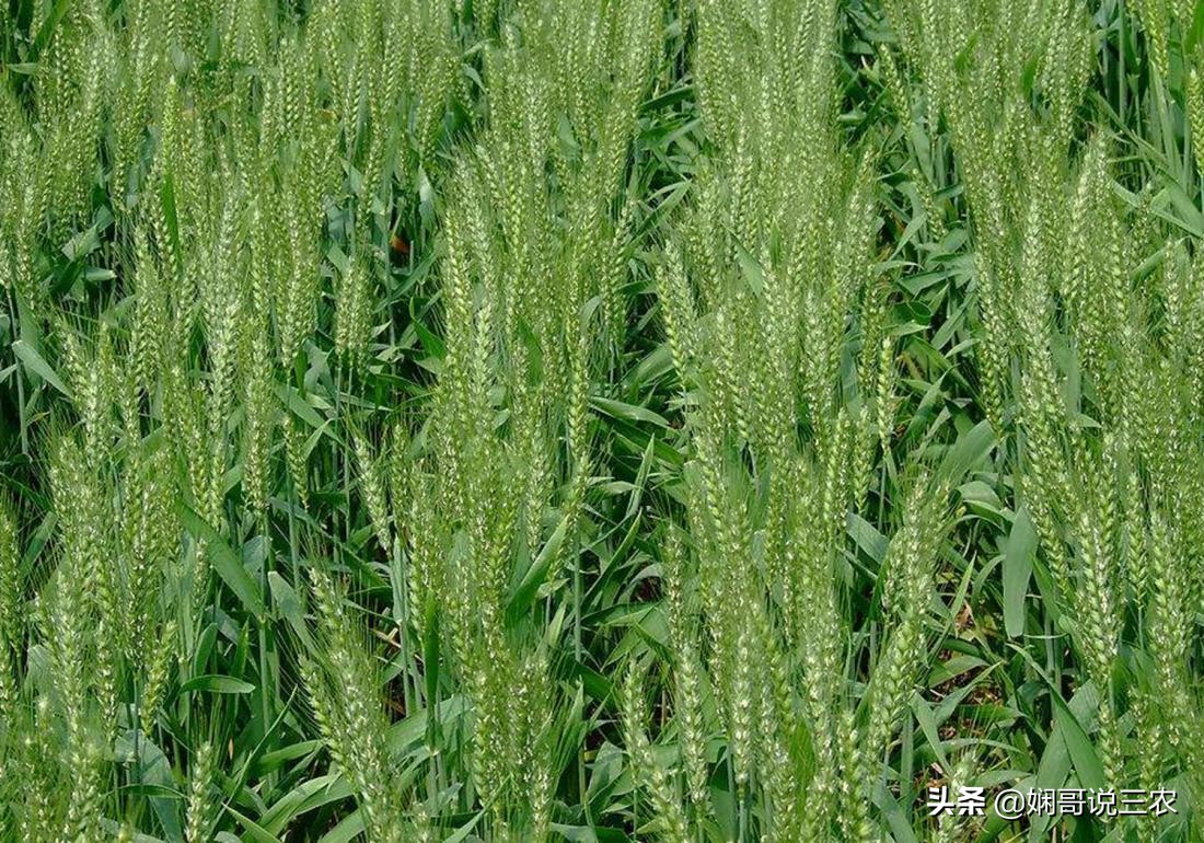 小麦种植与施肥技术研究,小麦高产种植用什么底肥