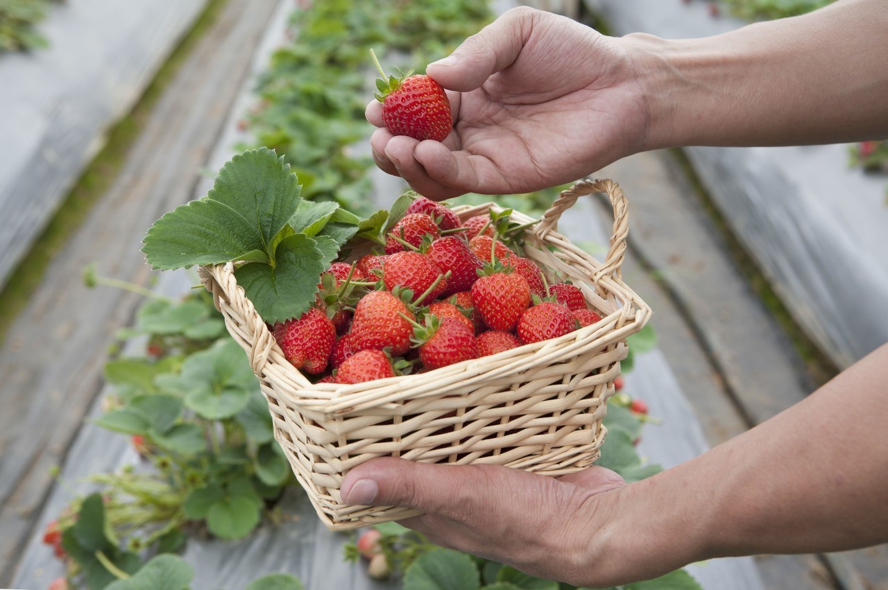 2020年农村有啥致富项目,2020农村创业的好项目