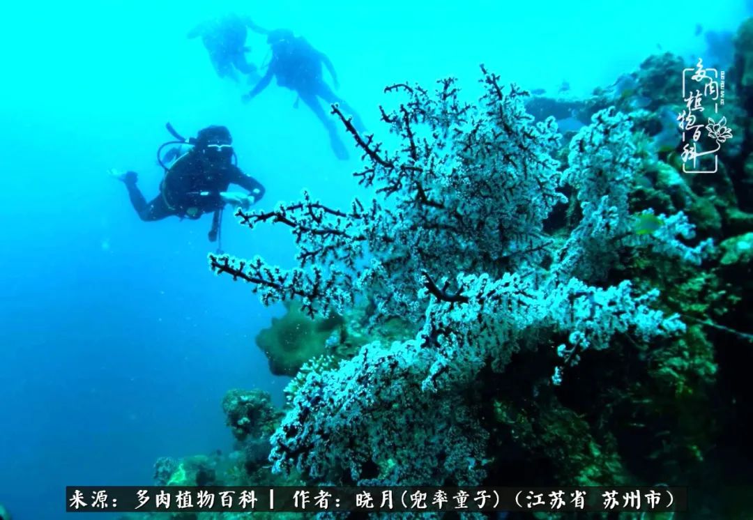 六年时间环游22个国家,却被多肉小萌物征服