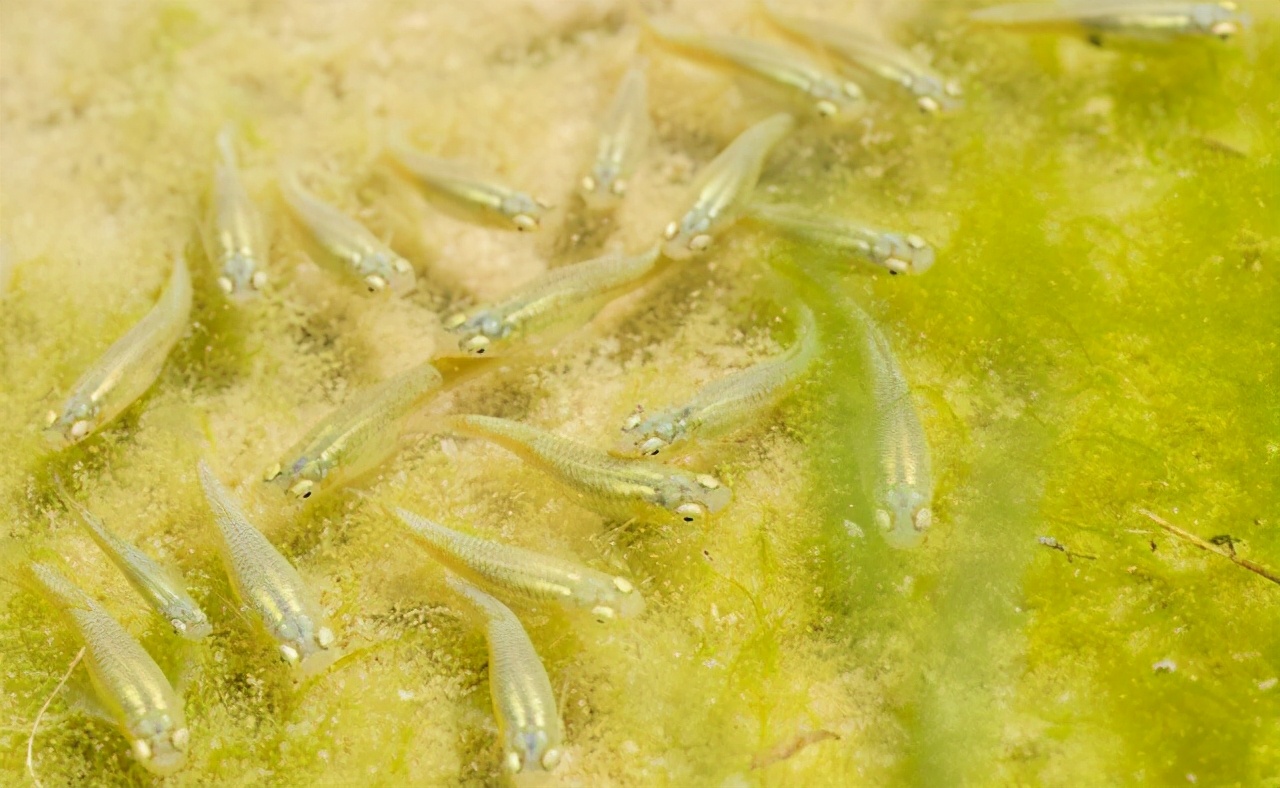 食蚊鱼入侵河北了吗,食蚊鱼我国入侵物种