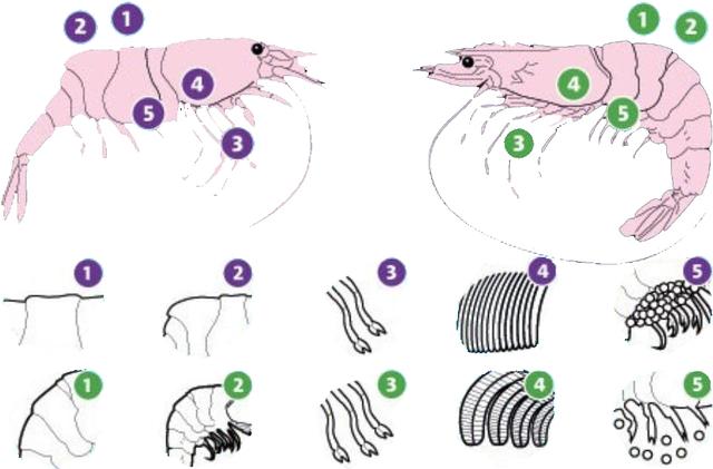 硬壳罗氏虾和软壳罗氏虾的区别,罗氏虾鳌虾甜虾有什么不同