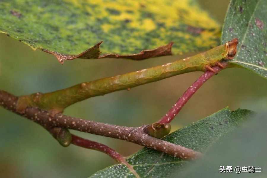尺蠖虫伪装,尺蠖伪装视频动画