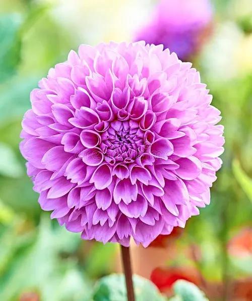 蓝紫色花系植物,蓝紫色系花境植物