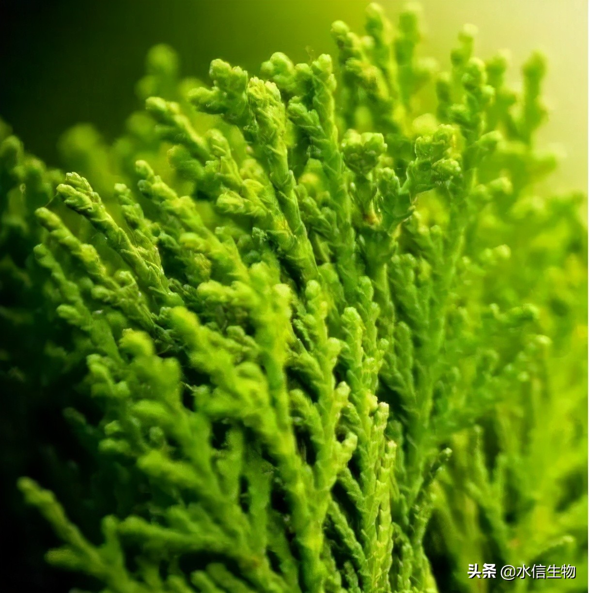 海藻糖面膜含量99%有哪些,面膜里的糖基海藻糖是什么