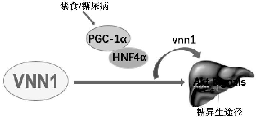 生酮饮食减肥一个月瘦几斤,利用生酮怎么减比较快