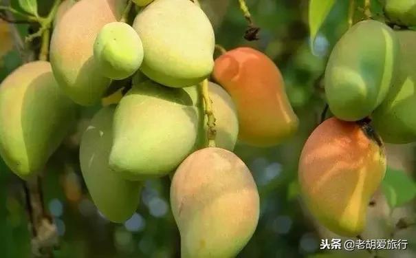 邓紫棋吃马来西亚美食,邓紫棋推荐香港美食