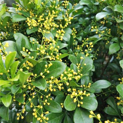 米兰花怎样养才能使它花更香些,米兰花怎样养才能开得更茂盛