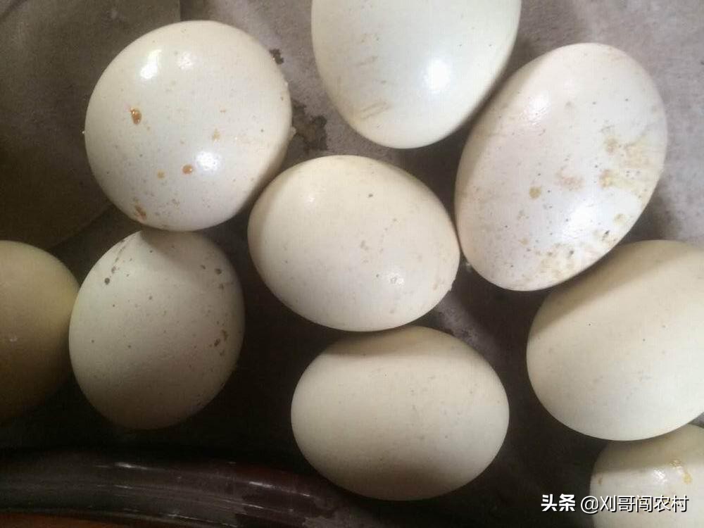 一个蛋卖几万,养殖户鸡蛋一斤赚多少钱