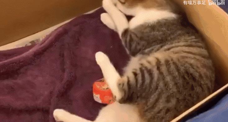 好不容易养大的猫被猪拱了,猫为什么喜欢被猪拱