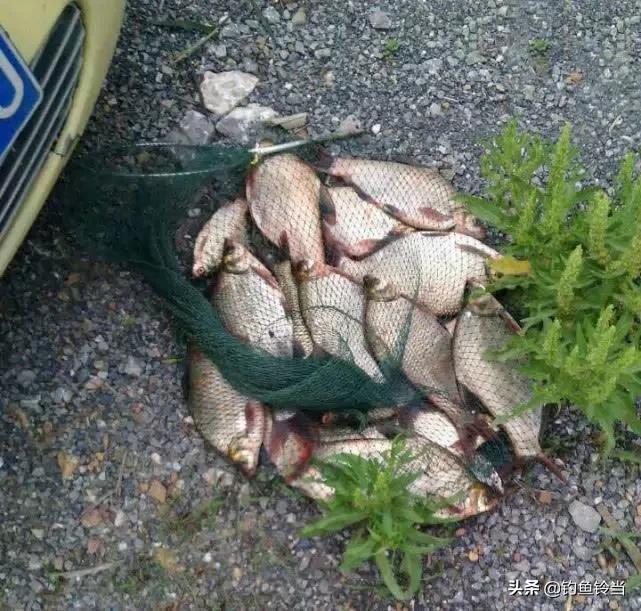 武昌鱼什么季节最好吃,武昌鱼适合怎么吃