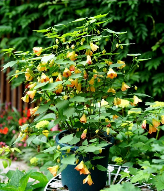 这8种花四季开花不断漂亮又好养,18种奇花异草图片