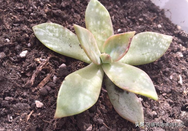多肉初恋叶子掉落,多肉初恋叶片一碰就掉怎么办