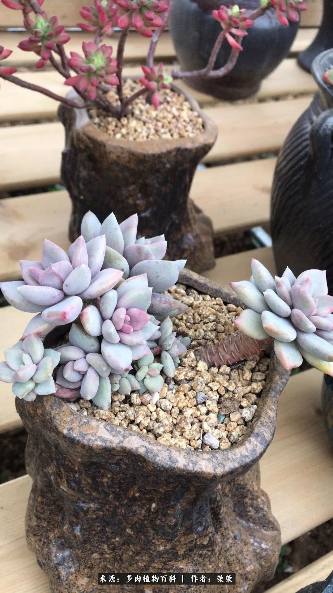 我在包邮区养肉，附多肉越冬度夏养护建议！