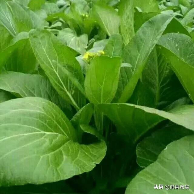 种植小青菜教程,小青菜种植技术露天