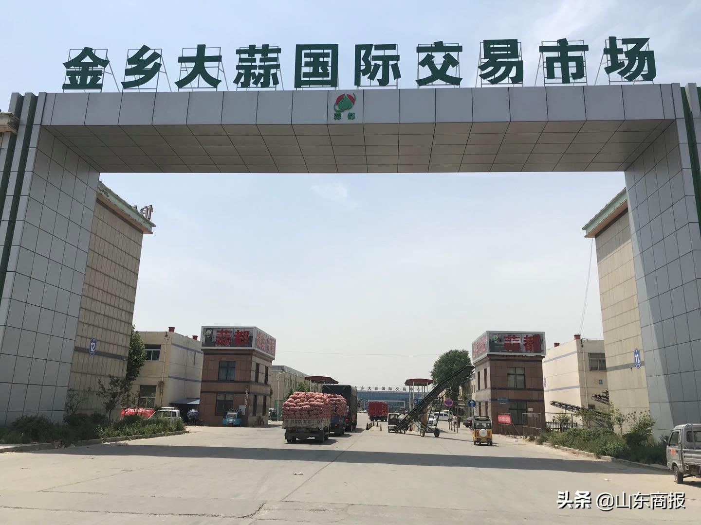 山东金乡蒜子,山东金乡县蒜苔