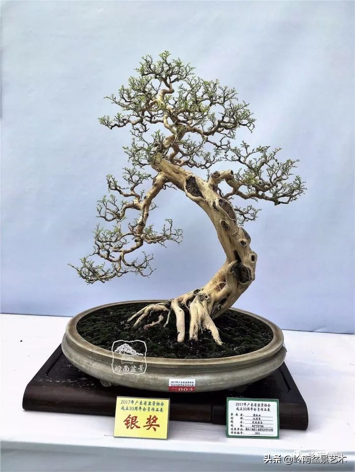 骞哥涔呬箙鐢滅敎铚滆湝,骞哥涔呬箙