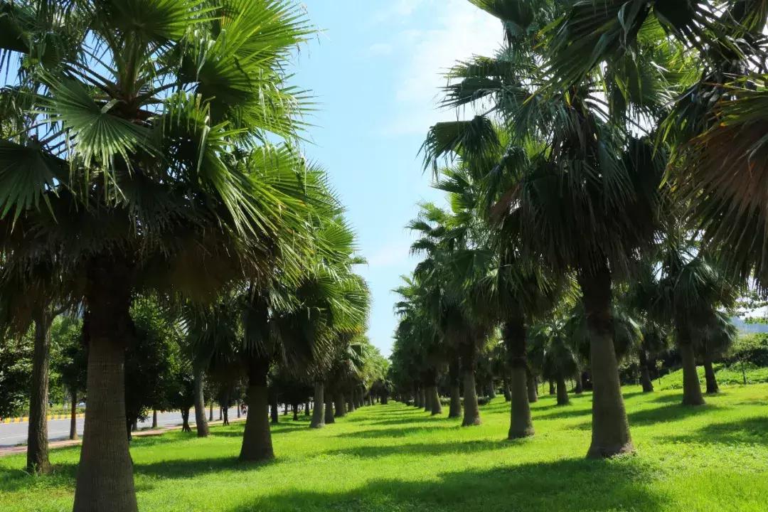 宜居新成都,住在青白江!这里的安逸超乎你想象
