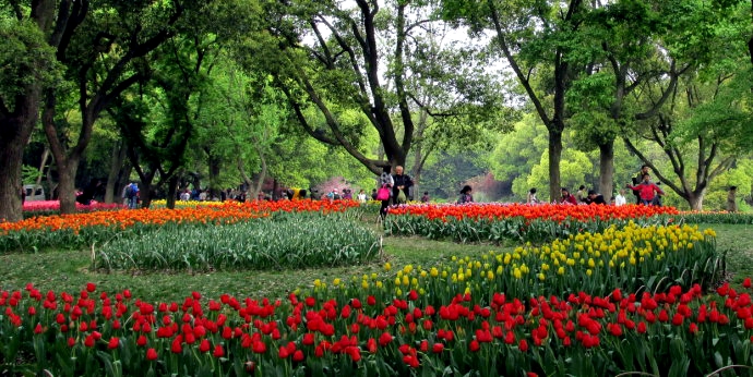 为看郁金香飞一趟荷兰？无锡人说：别傻了！来无锡梅园吧