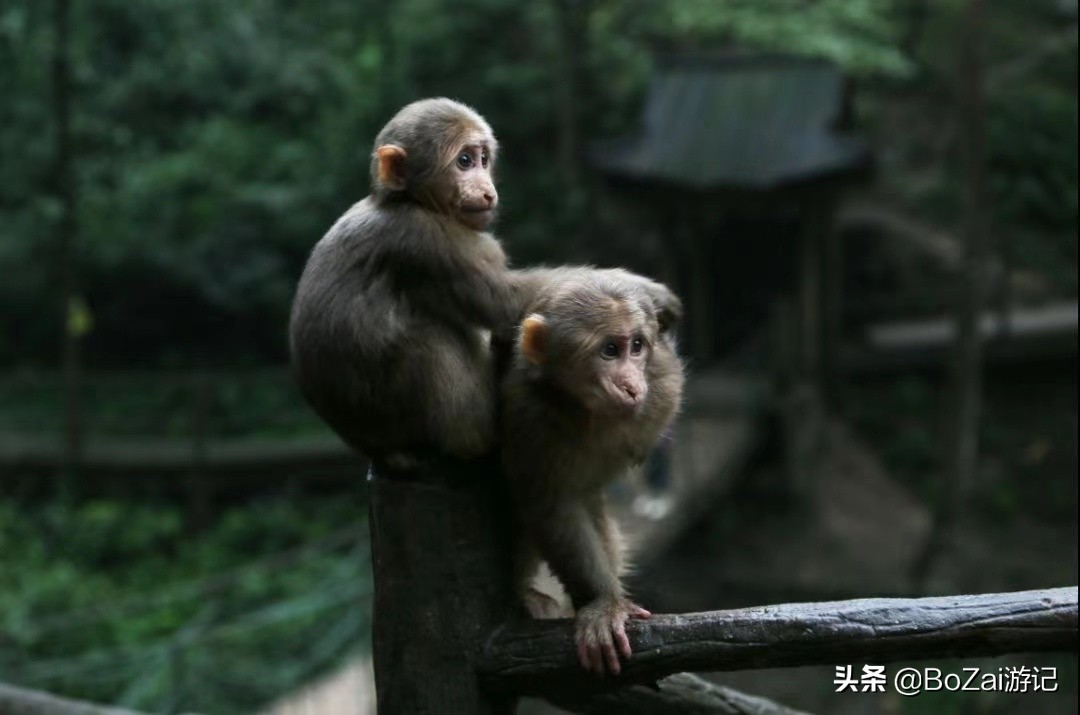 四川峨眉山景区怎么游玩最好,到峨眉山旅游哪家好玩点的多