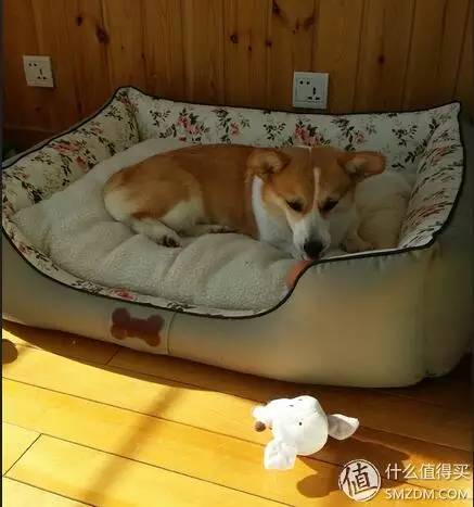 柯基养成记：一个狗奴的心酸与幸福