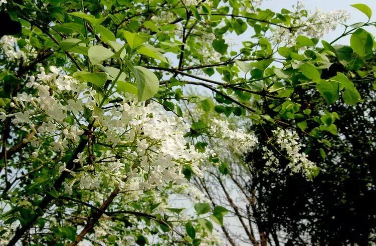 好书推荐快来领取你的宝藏书单,100种百花图谱大全