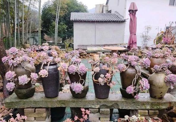 多肉怎么养成妖桩或悬崖桩,多肉老桩20多天可以露养吗