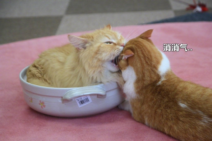 放下了七情六欲戴上金箍才能救你,带上金箍就不能有七情六欲了