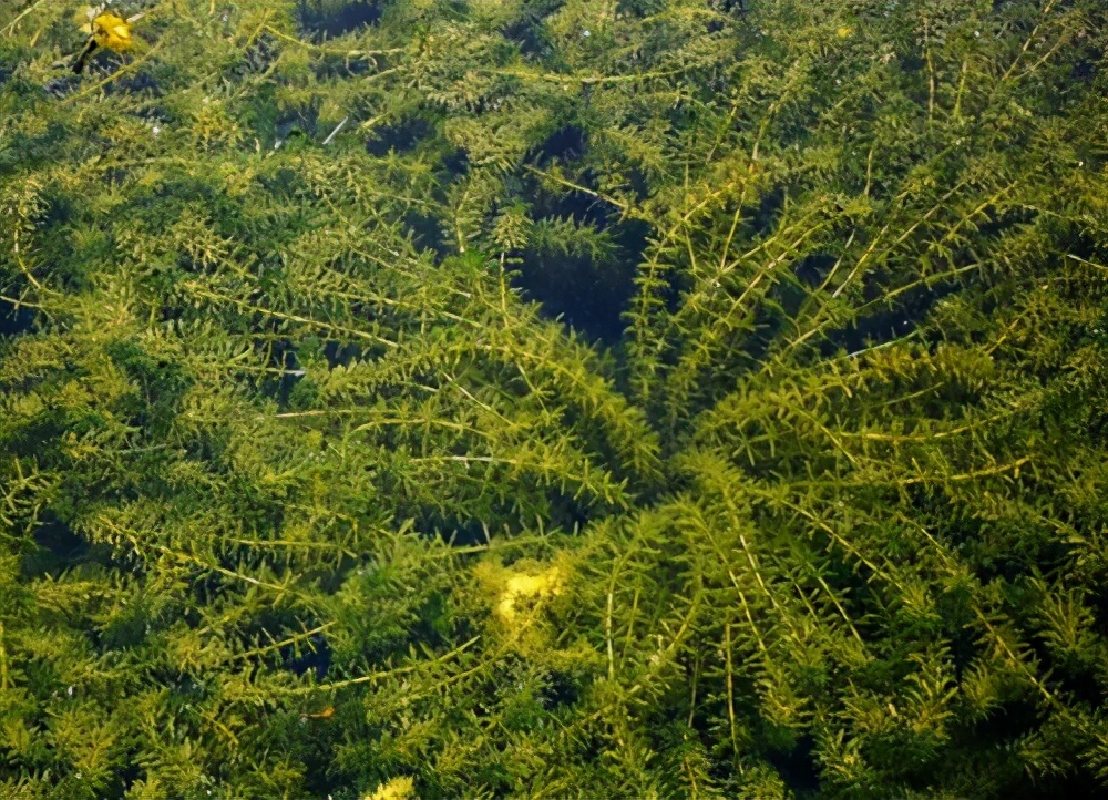 漂亮的水缸可以养什么植物,家里的大缸养鱼