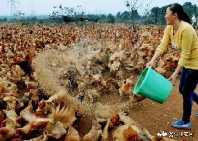 农民回乡种田种植粮食发展养殖,农村女大学毕业回乡创业养殖