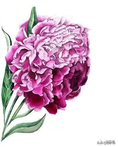 花卉钢笔画临摹简单100图,100份白描花卉的临摹素材