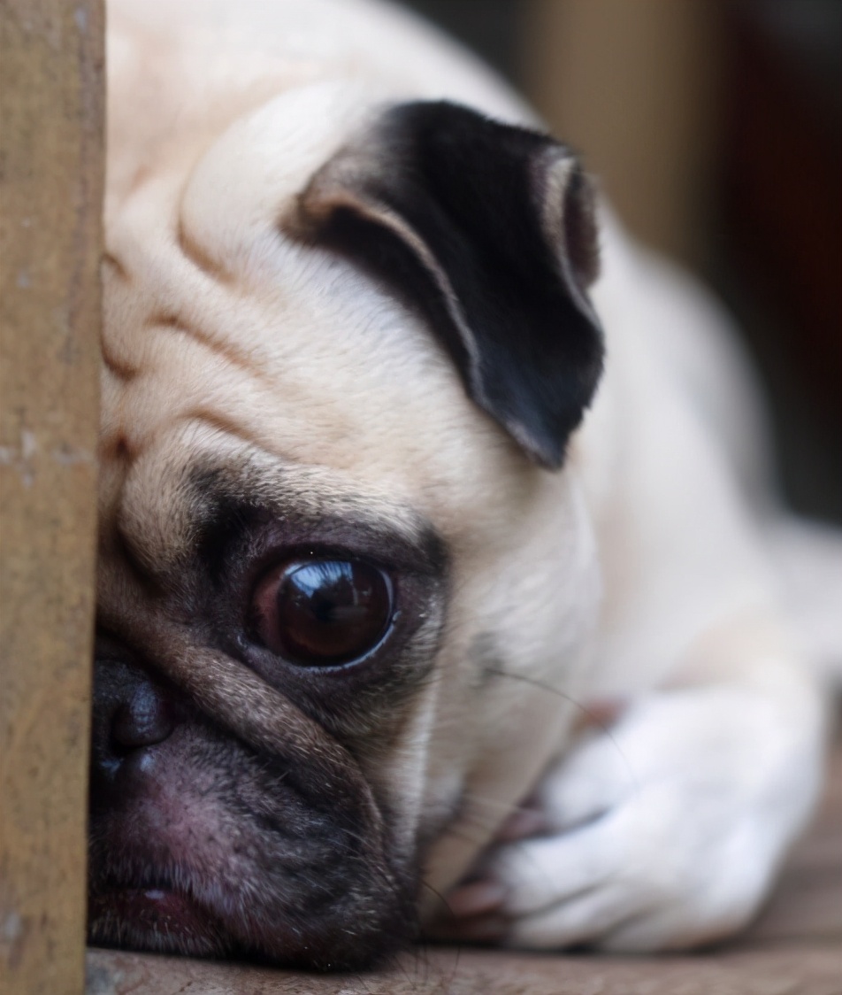 治疗抑郁的五种狗狗,狗狗抑郁怎么治疗最快最有效