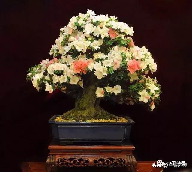 天生好养的36种盆景植物,什么植物盆景适合屋内养