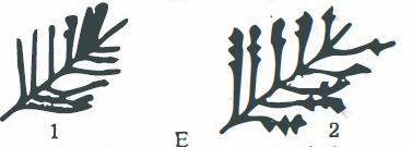 鸭羽绒好还是鹅绒衣服好,鸭毛绒和鹅绒的区别