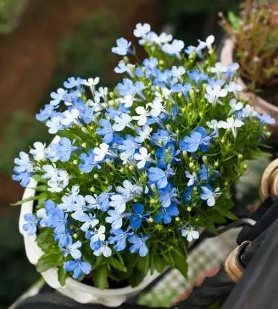 最好看的草花照片,各种草花图