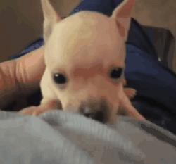 可爱呆萌的小奶狗视频,可爱可奶呆萌的小奶狗