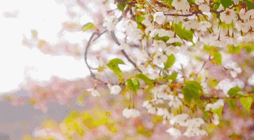 全球最大的樱花基地,全球最大樱花基地赏花时节已至